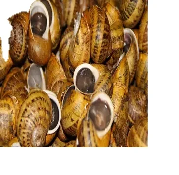 Замороженные улитки сушеные африканские гигантские наземные мясо