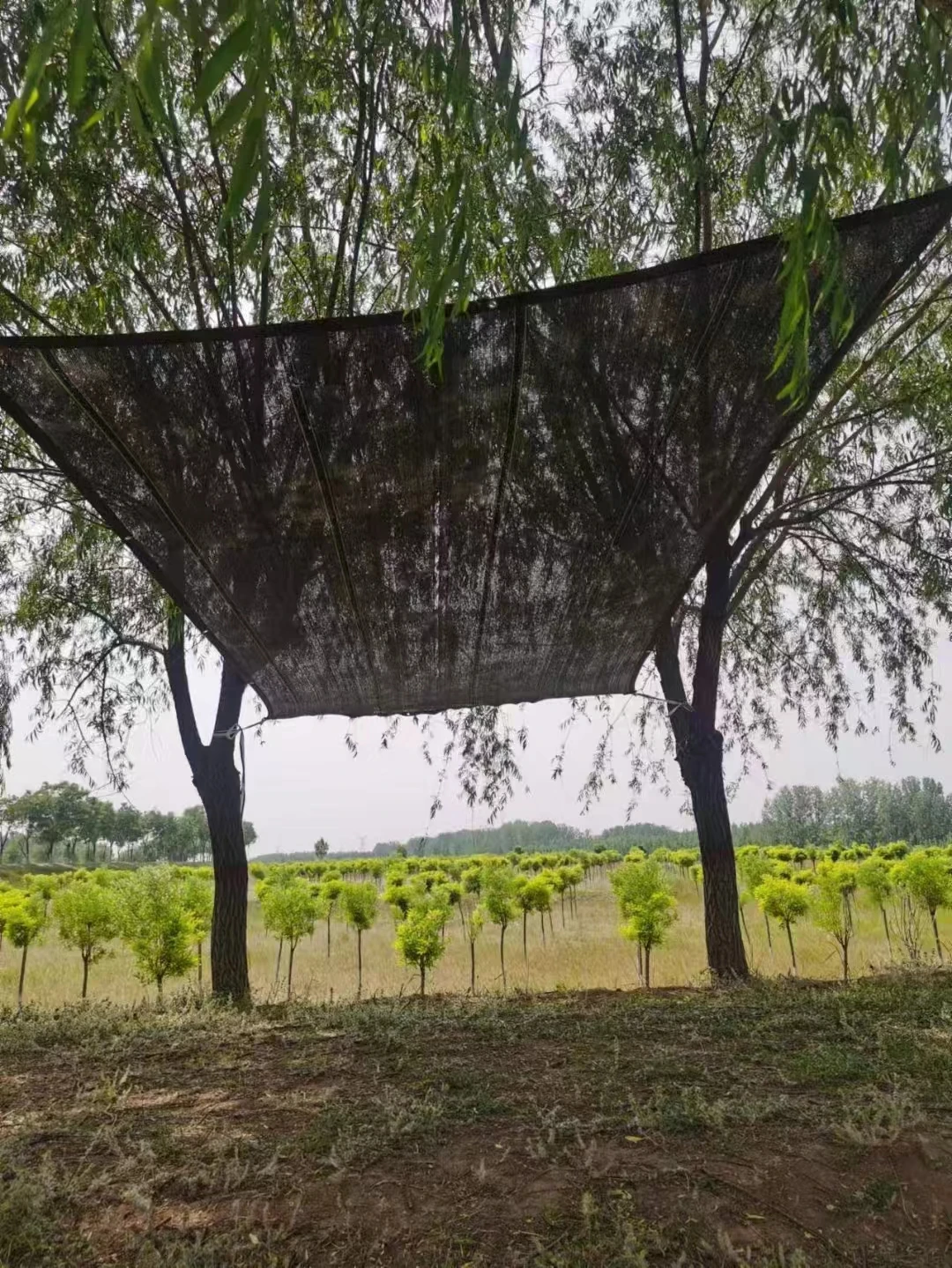 Black Shade Net Green House Net Agricultural Sun Shade Net Shade Net Greenhouse