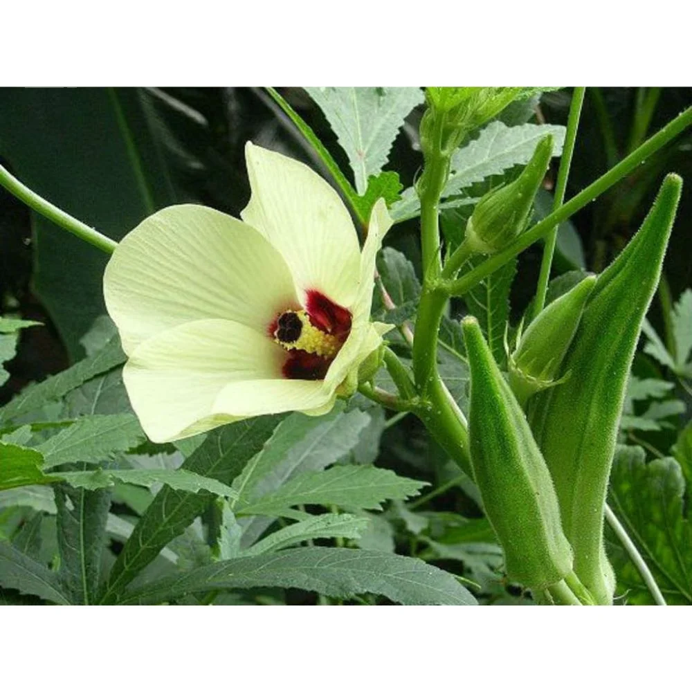 Okra Pusa Sawani / Okra Dark Green for for consumption - MN GLOBAL IMPEX from india