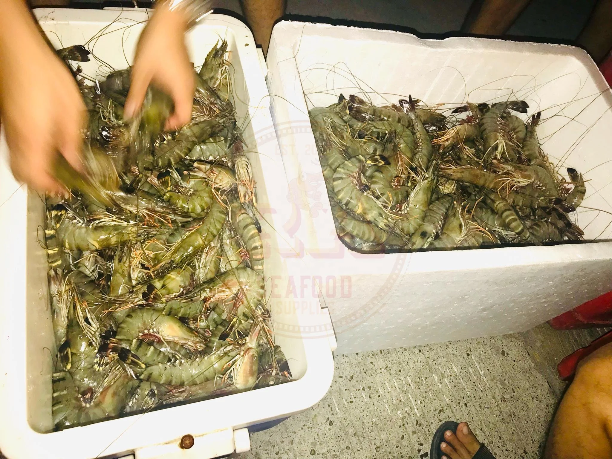 FROZEN RED SPINY KING CRAB, ALASKA KING CRAB FOR SALE