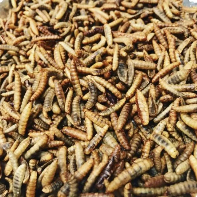  Сушеные Желтые мелкие черви корм для птиц // Ms Sofia + 84 789946878