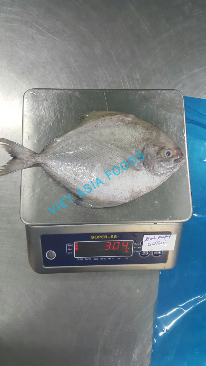 
(NEW PRODUCT) Fish Product Type FROZEN BLACK POMFRET ON SALES From VAFCO 