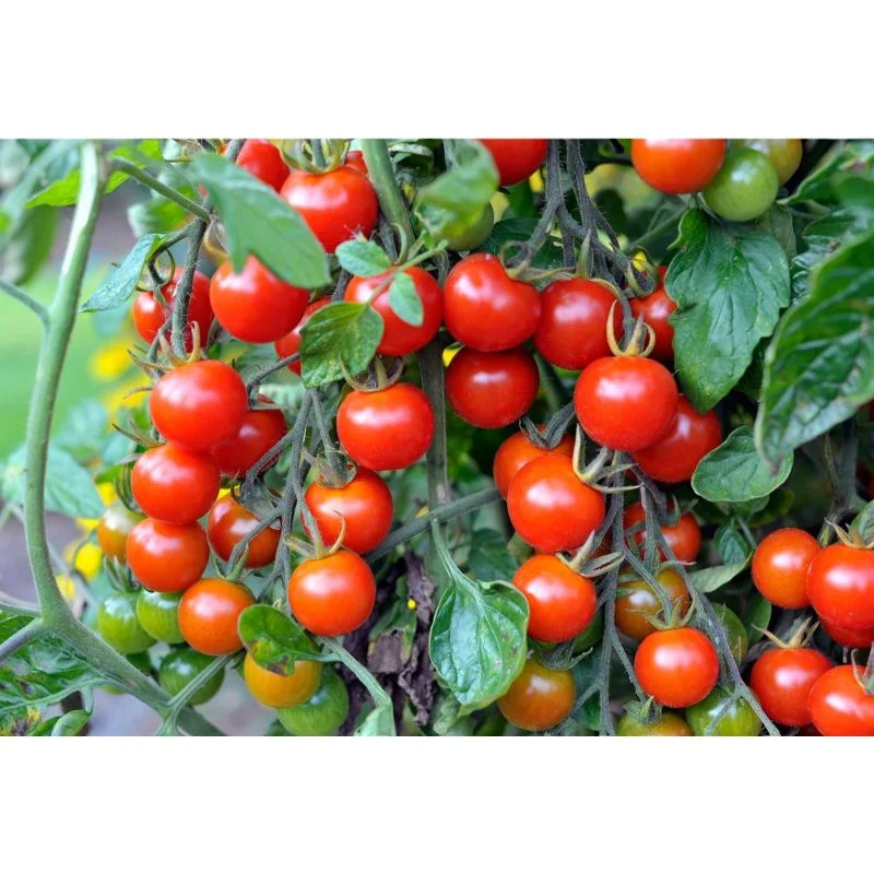 MN GLOBAL fresh vegetable  sale for tomato export in can packing