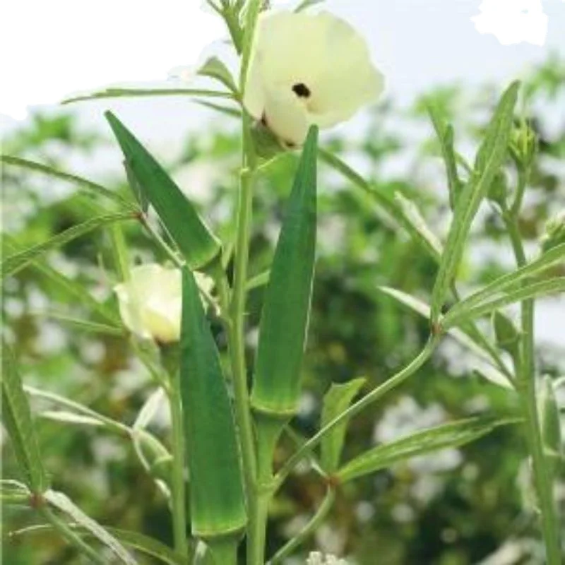 99% Purity for Okra / Okro for for consumption verity Okra Clemson Spineless (Op) Verity for for consumption