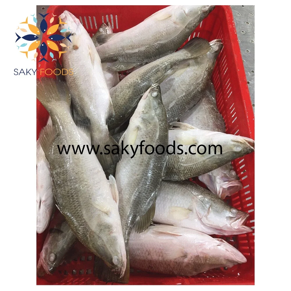 high quality barramundi fish