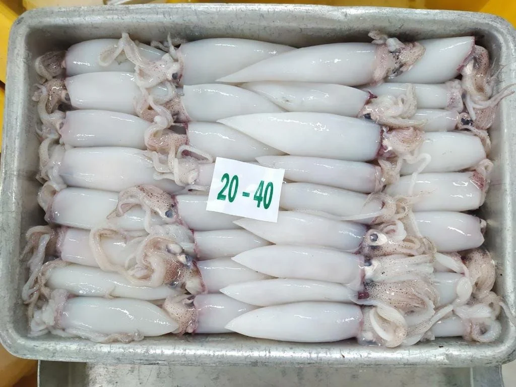 Высококачественный замороженный цельный очищенный кальмар из Индонезии со стандартной упаковкой, срок годности 24 месяца