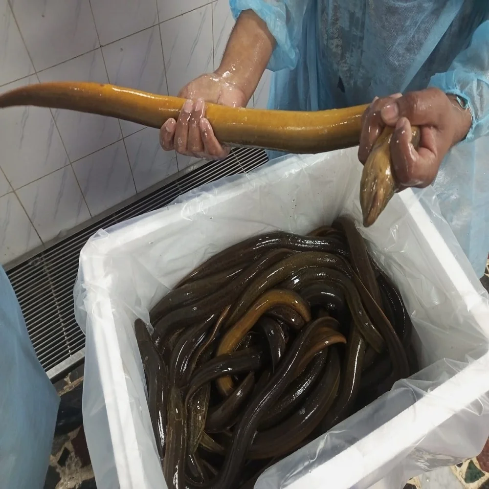 Halal and sweet water Bangladeshi Local Swamp mud Eel Fish Alive eel fish for china Hong Kong Vietnam south Korean live eel fish