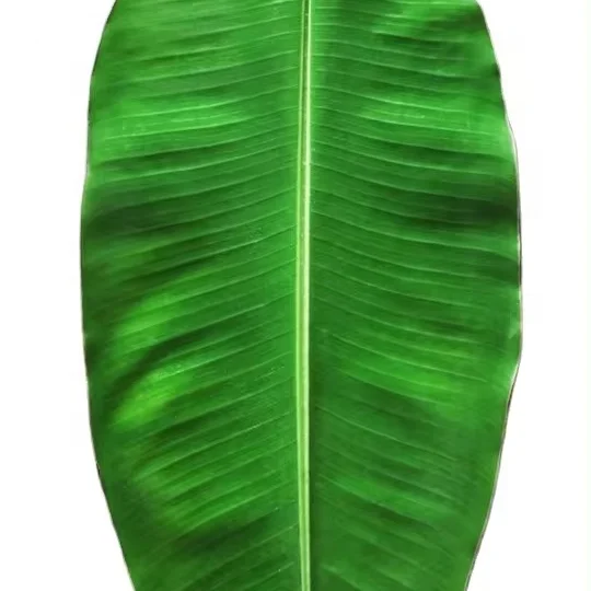 Vietnam Frozen Banana Leaves: 100% Pure and Natural, Biodegradable and Environmentally Friendly