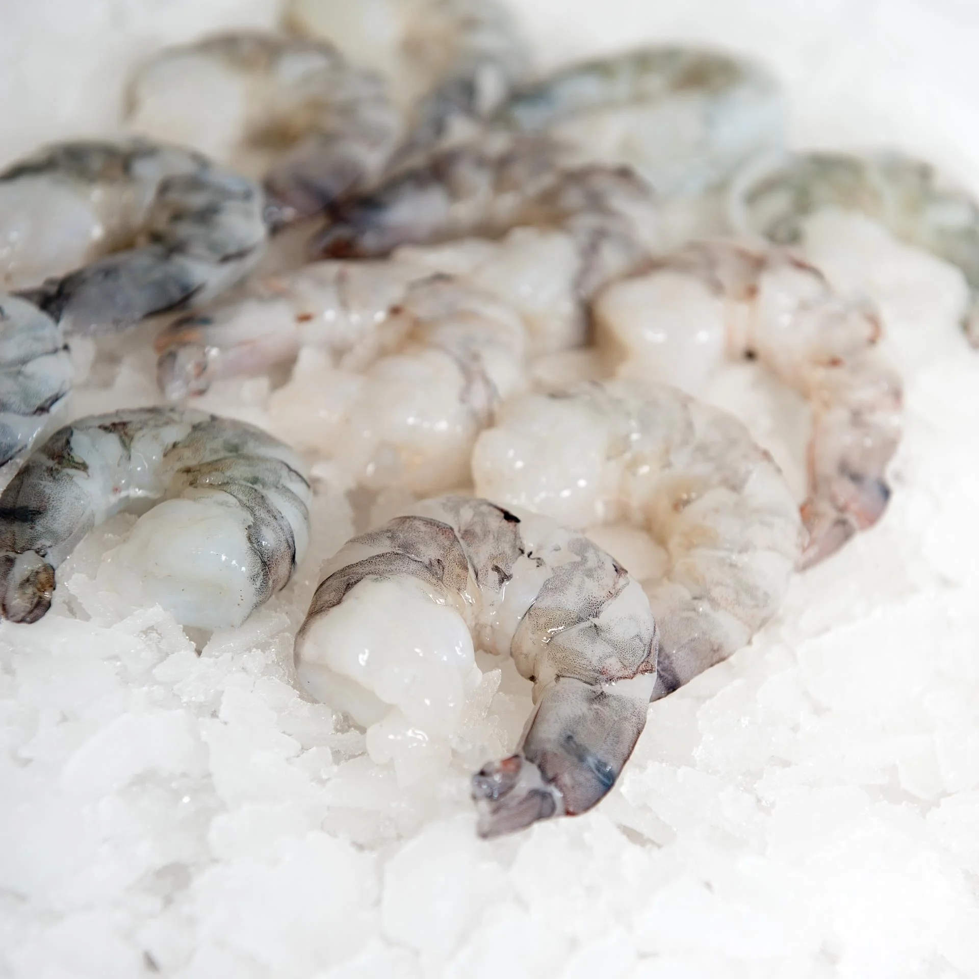 fresh and frozen rock shrimp for sale