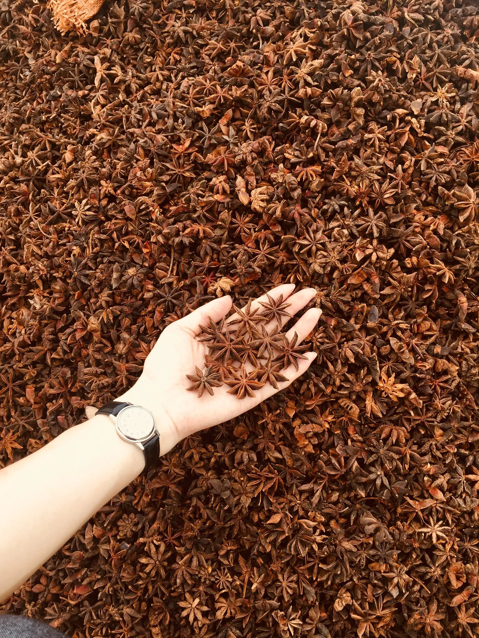 Dried Star Anise - Cheap Price- Natural Color