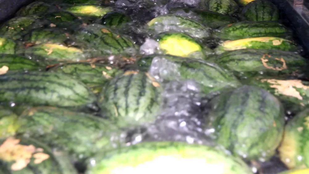 12 жидких унций кокосовое молоко арбуз без глютена лактозы не производственные экспортеры