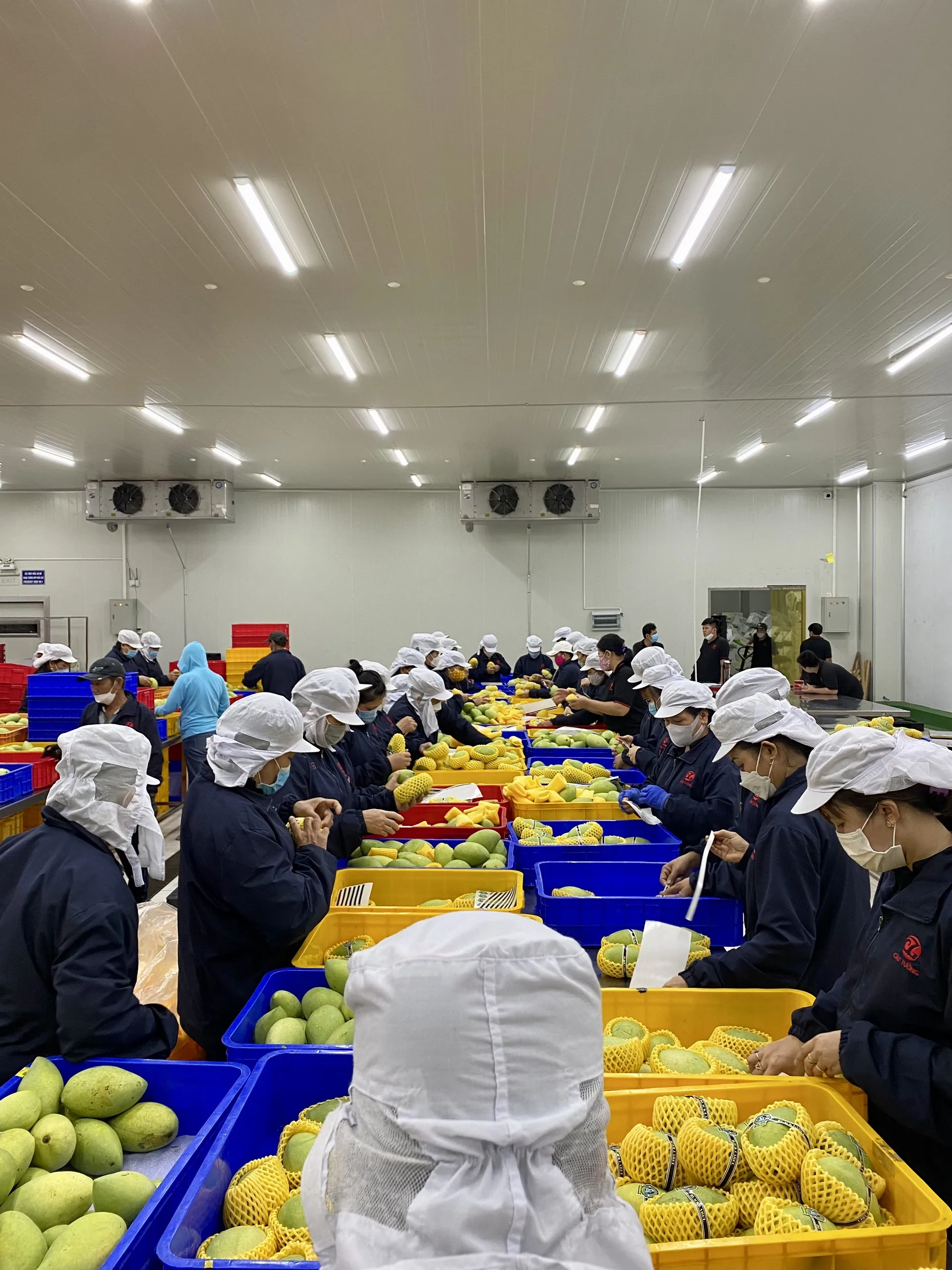 Свежая термообработка Cat Chu Mango (VHT) Vietnam Green +