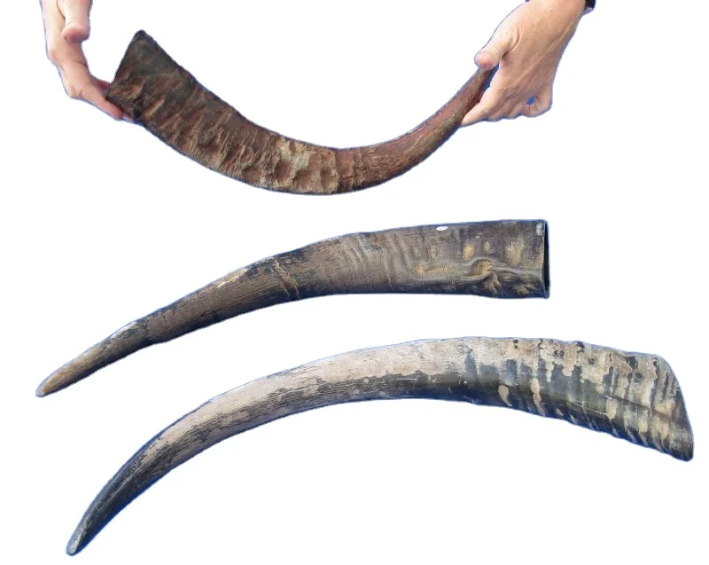 Viking Drinking Horn Best Quality Product Polished Horn Viking Drinking Horn Viking Drinking Beer buffalo