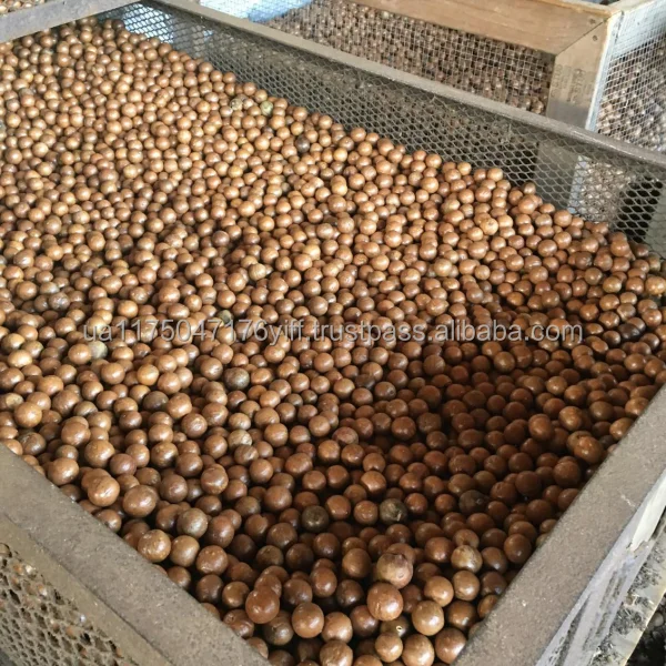 macadamia-warehouse.png