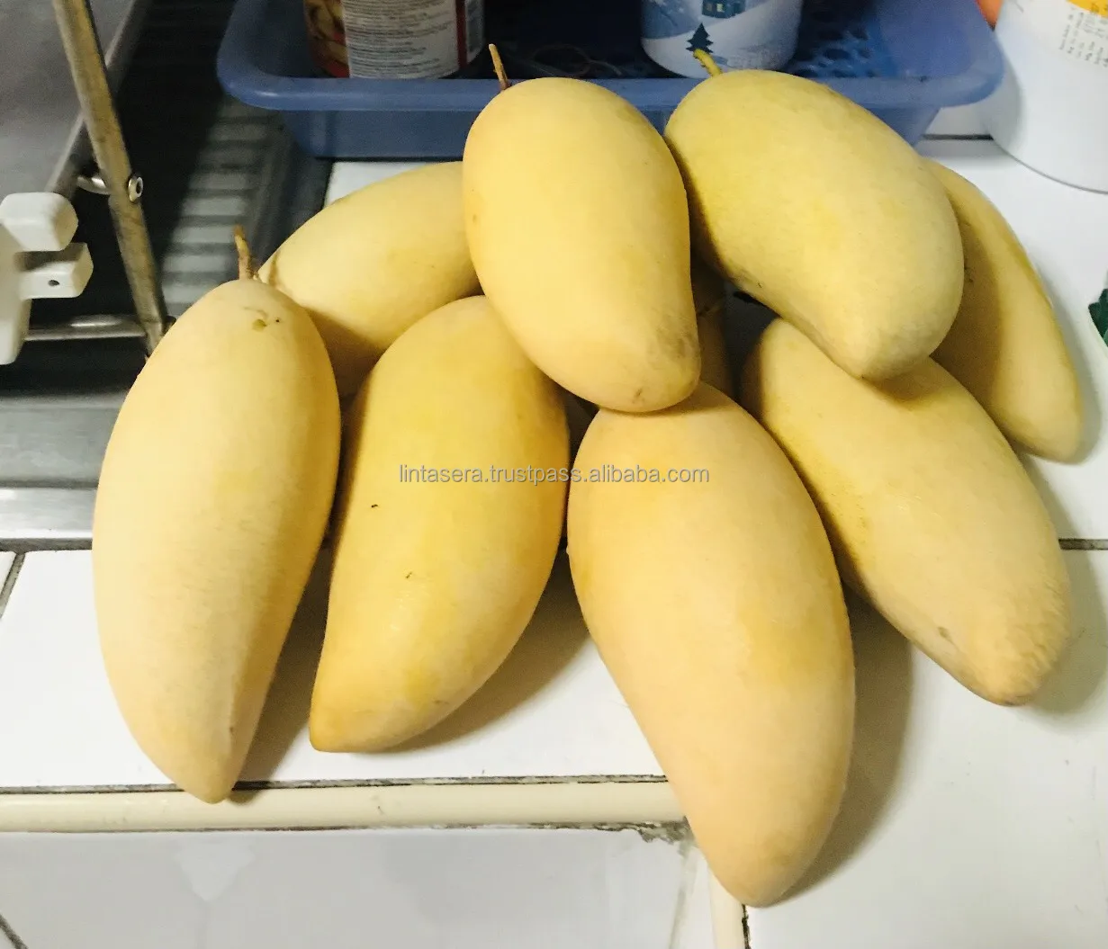Thailand Export Quality  Best Selling Mangoes Known As Nam Dok Mai