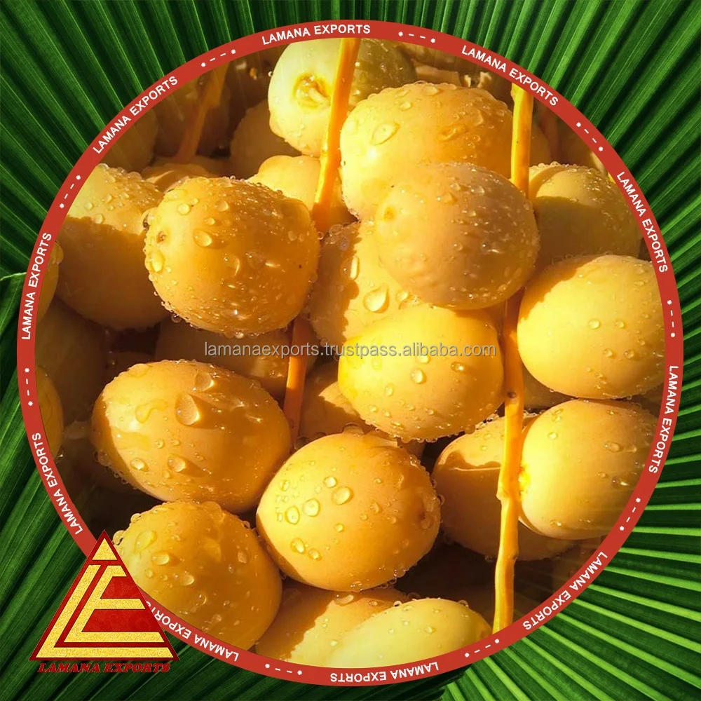 
Indian Premium Quality Exotic Barhe Dates / Yellow Palm Dates / Date Fruit 