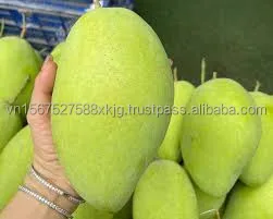 [Hot] Best sale Cat chu mangoes fresh fruit natural high quality exported from in Vietnam