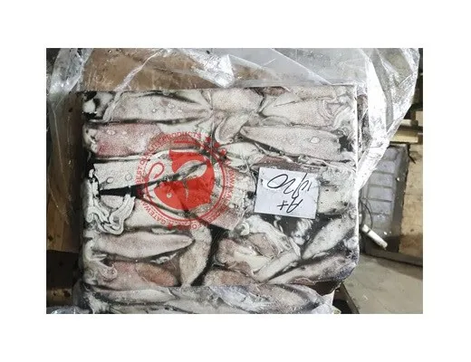 Frozen Whole Loligo Squid For Export in Bulk Quantity High Quality Frozen Loligo Squid Available in Multiple Sizes