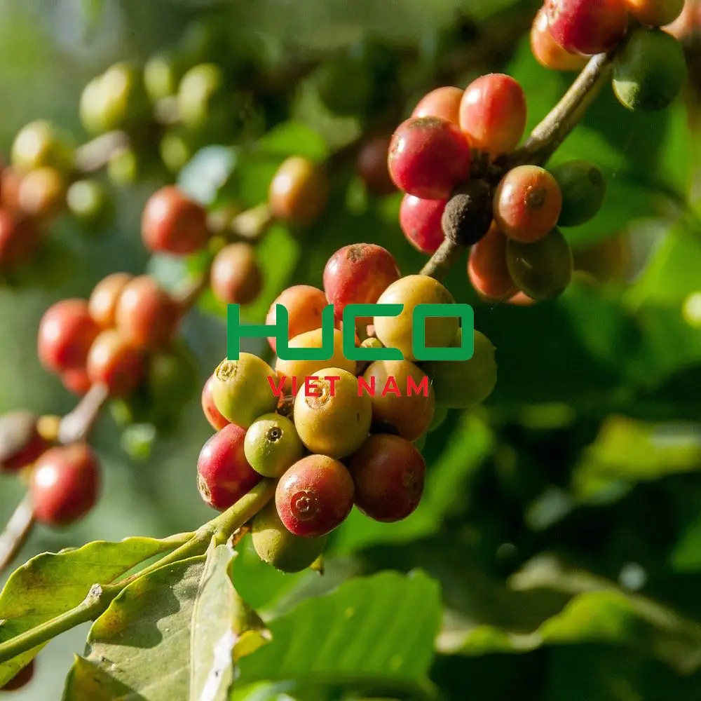 HOT SELLING Vietnam Pure Roasted Coffee beans