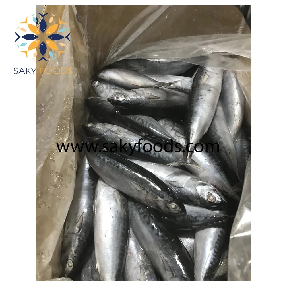 good price frozen bonito tuna