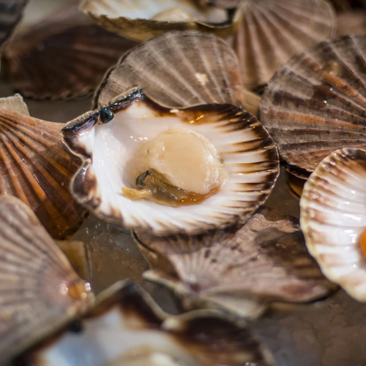 Лучший сушеный гребешок разных размеров на ваш выбор