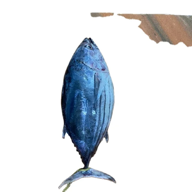 Свежий замороженный тунец IQF индийского происхождения поставщик тунца из индии Наивысшее качество и количество