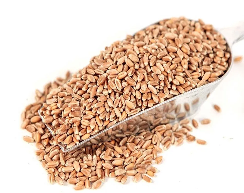 wheat grains 1.jpeg