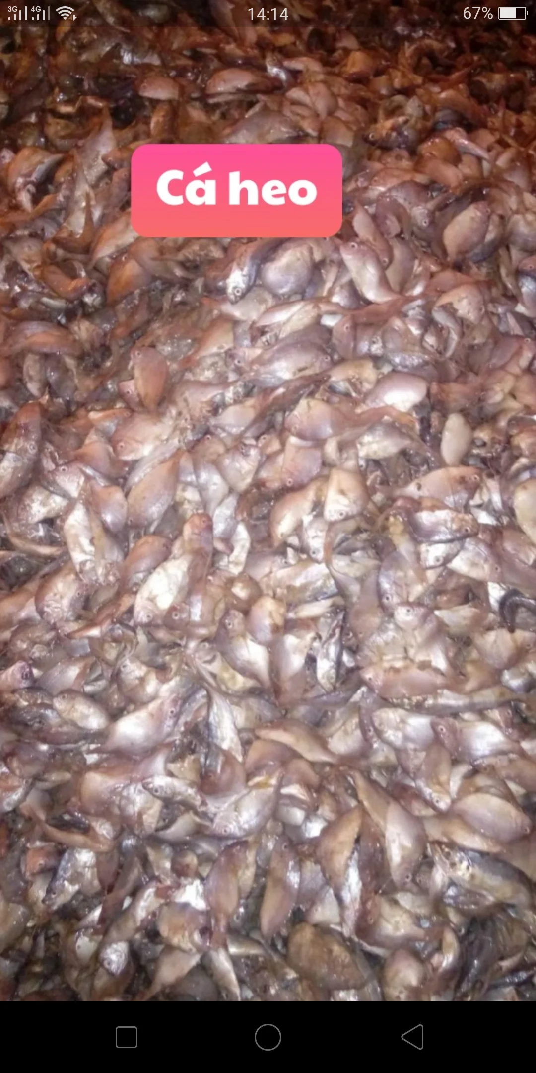
Animal Feed - Fish Meal - High Protein Origin Vietnam 