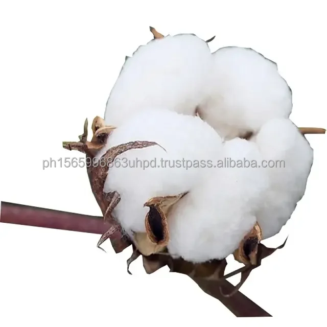 raw cotton  (1).jpg