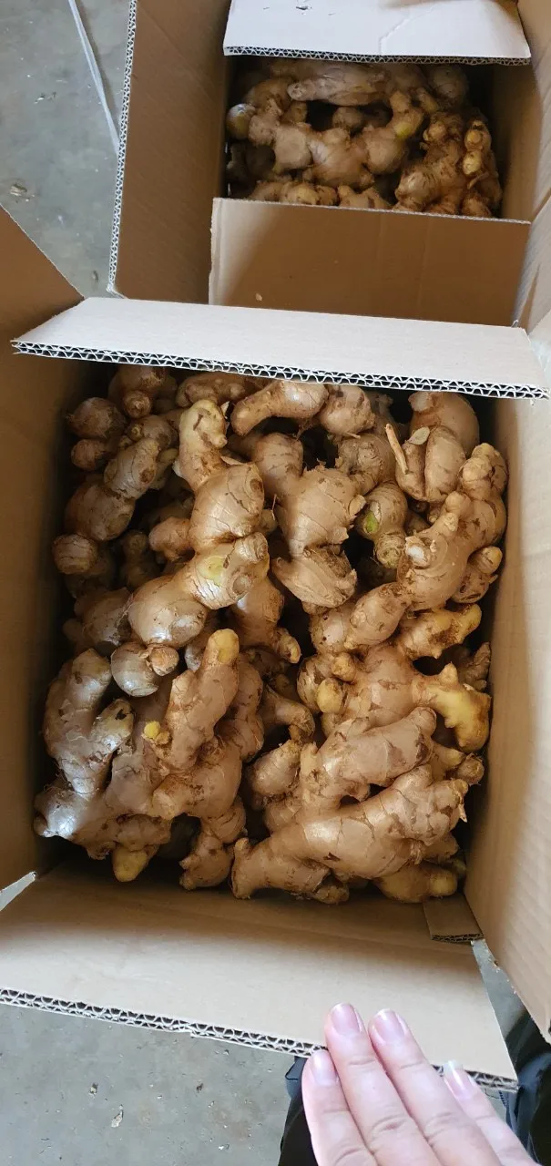 Good Market Price Per Ton Fresh Ginger Wholesale High Quality Dried Ginger Ginger For Export in Vietnam