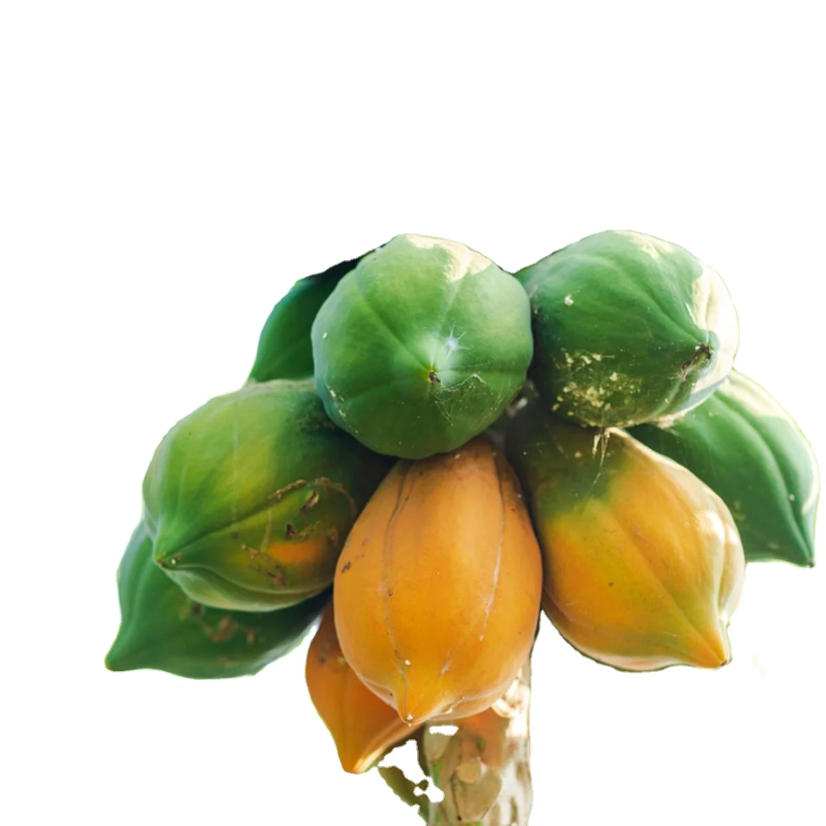 Papaya Red Glory F1 / Red Lady f1 Hybrid 500 piece packing per packet available for export in Pouch Packing and Tin Packing