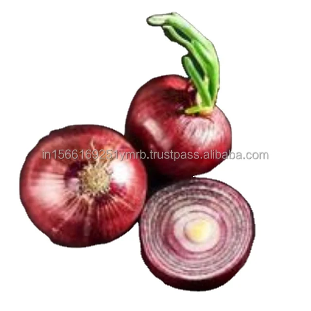 Wholesale Bulk Price Fresh Shallot Onion China Origin High Quality Fresh Red Onions