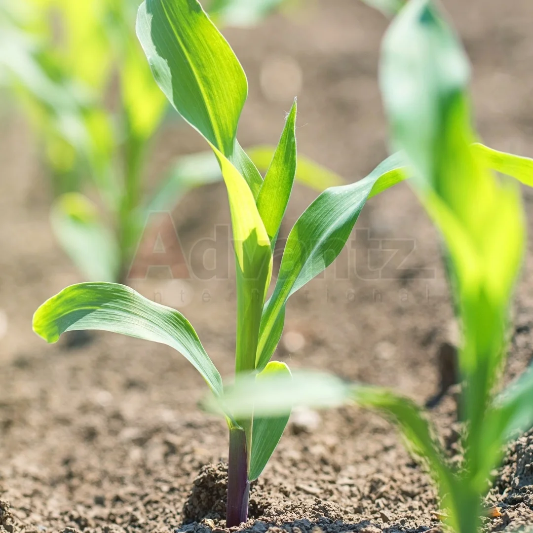 BoostaMAX 1 фолиевое удобрение для быстрого роста кукурузы