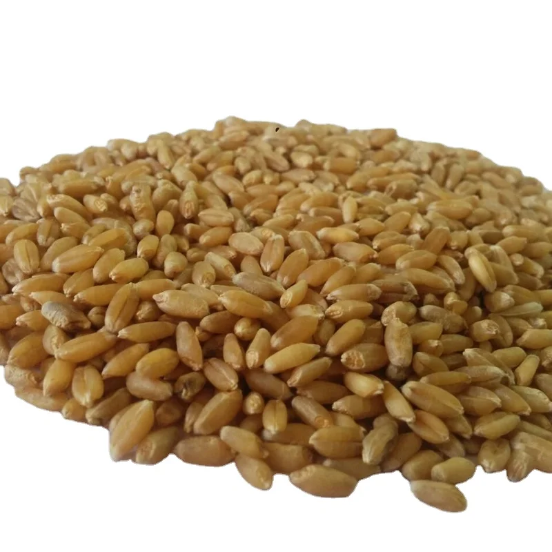 Wheat for Sale / Wheat Price Milling Wheat Sorted Quality