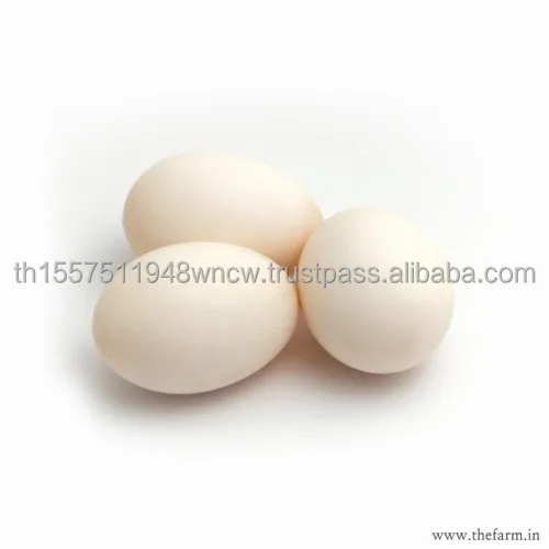 Chicken Eggs Ostrich Eggs, Chicken Eggs, Turkey Eggs Fresh Table Eggs Brown And White Farm Fresh Chi