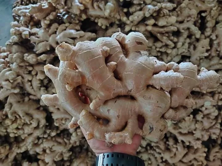 Свежий слон имбирь высокое качество экспорт