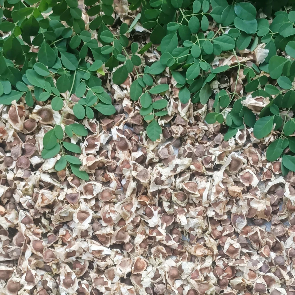 Whole Dry Moringa Seeds Premium Agriculture Product