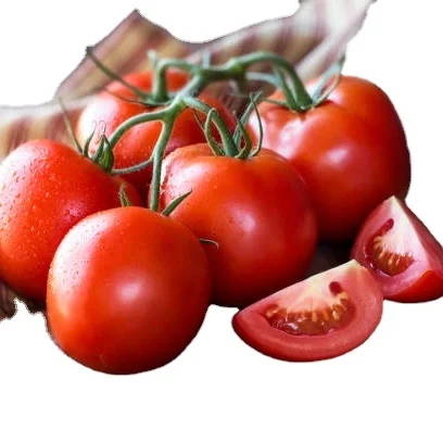 Best Quality Fresh Tomato from Export from Indian