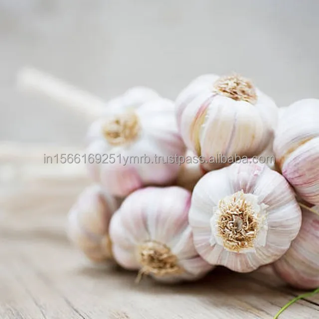 Wholesale fresh purple peeled garlic price for export