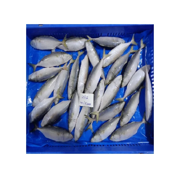 Продажа оптом самая популярная морская еда индийская скумбрия (RASTRELLIGER KANAGURTA)