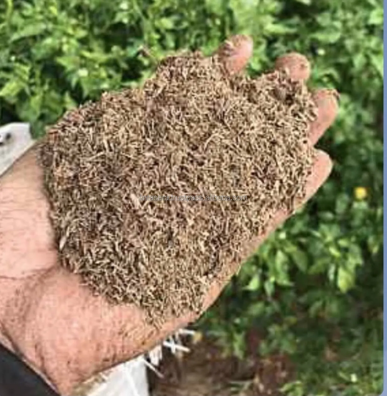 Agarwood Mesh Powder To Make Incense Stick And Spa Products