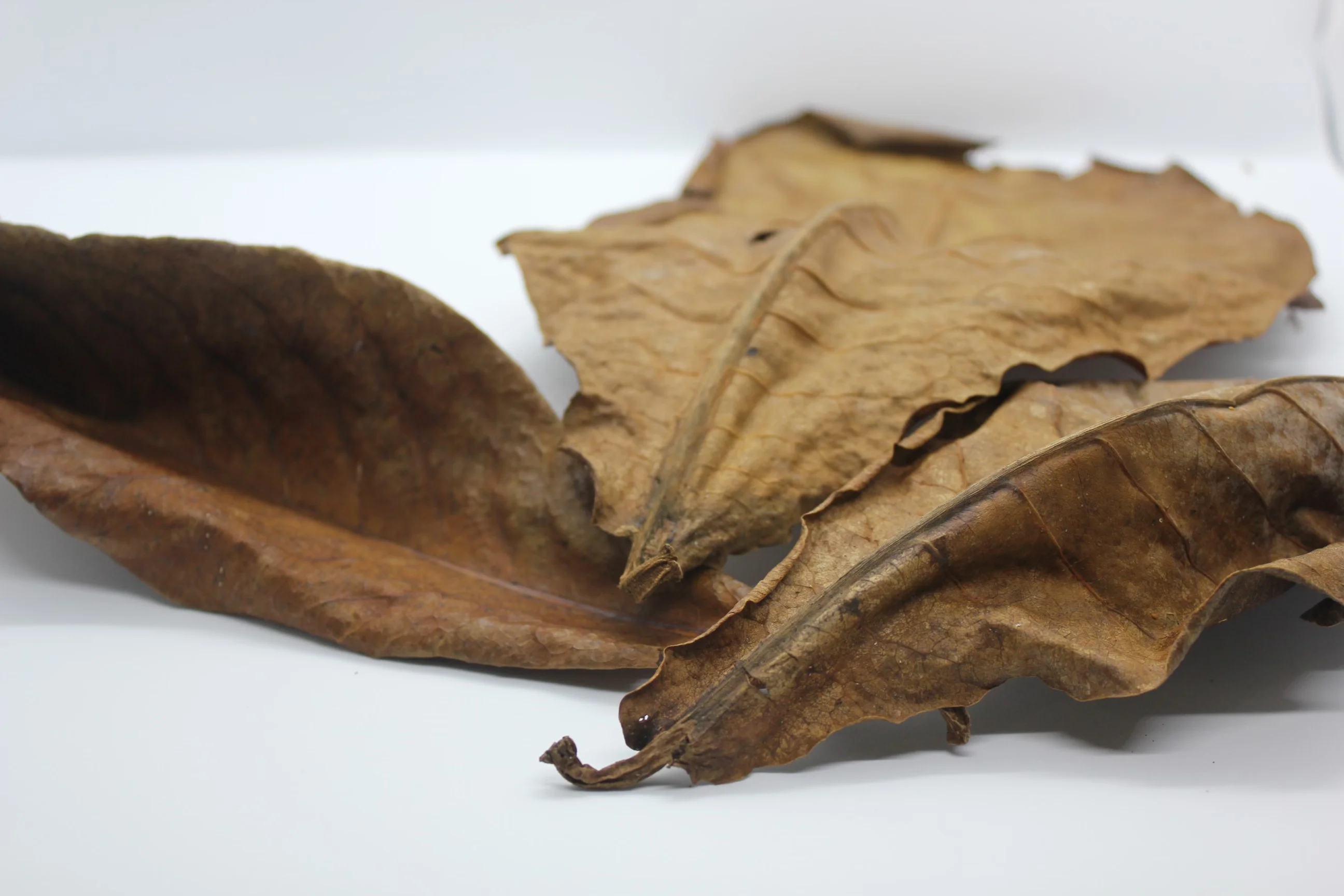 Wholesale Bulk Aquarium Tank Natural Remedy Betta Indian Almond Leaves Ketapang Neutralised Water Tropical Fish