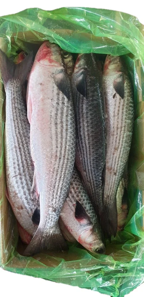 Замороженный серый муллет (мугил цефал) морская рыба высокое качество индийские морепродукты экспорт мугил цефал