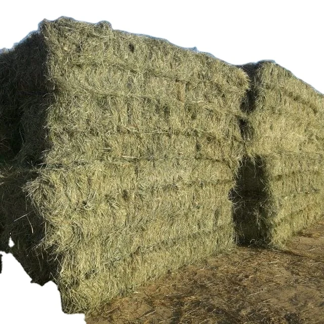 
RHODES GRASS HIGH QUALITY A-GRADE 