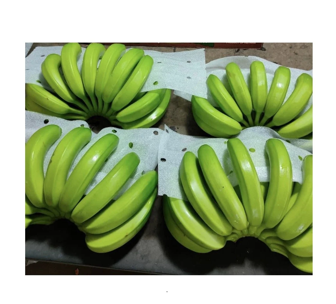 Best 100% High Quality Green banana Fresh Cavendish banana Cheap prices for hot sales whatsapp +84587176063