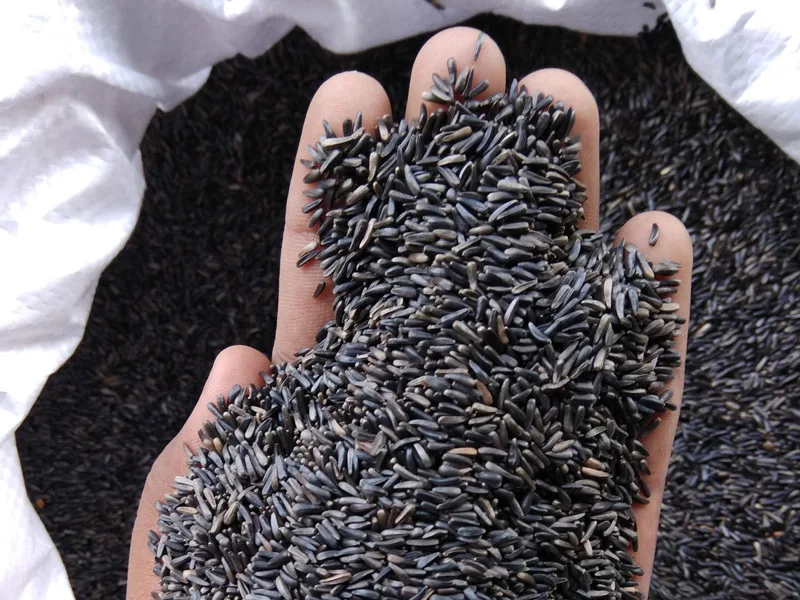 2022 распродажа популярный товар богатый нефтью аппарат черный Нигер 100% натуральный сушеный для кормления птиц готов к экспорту