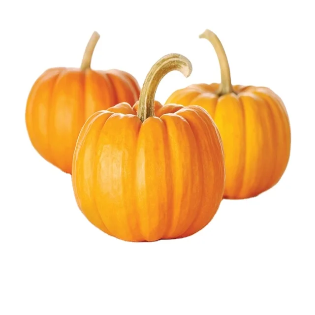 pumpkin-Little miss pumpkin