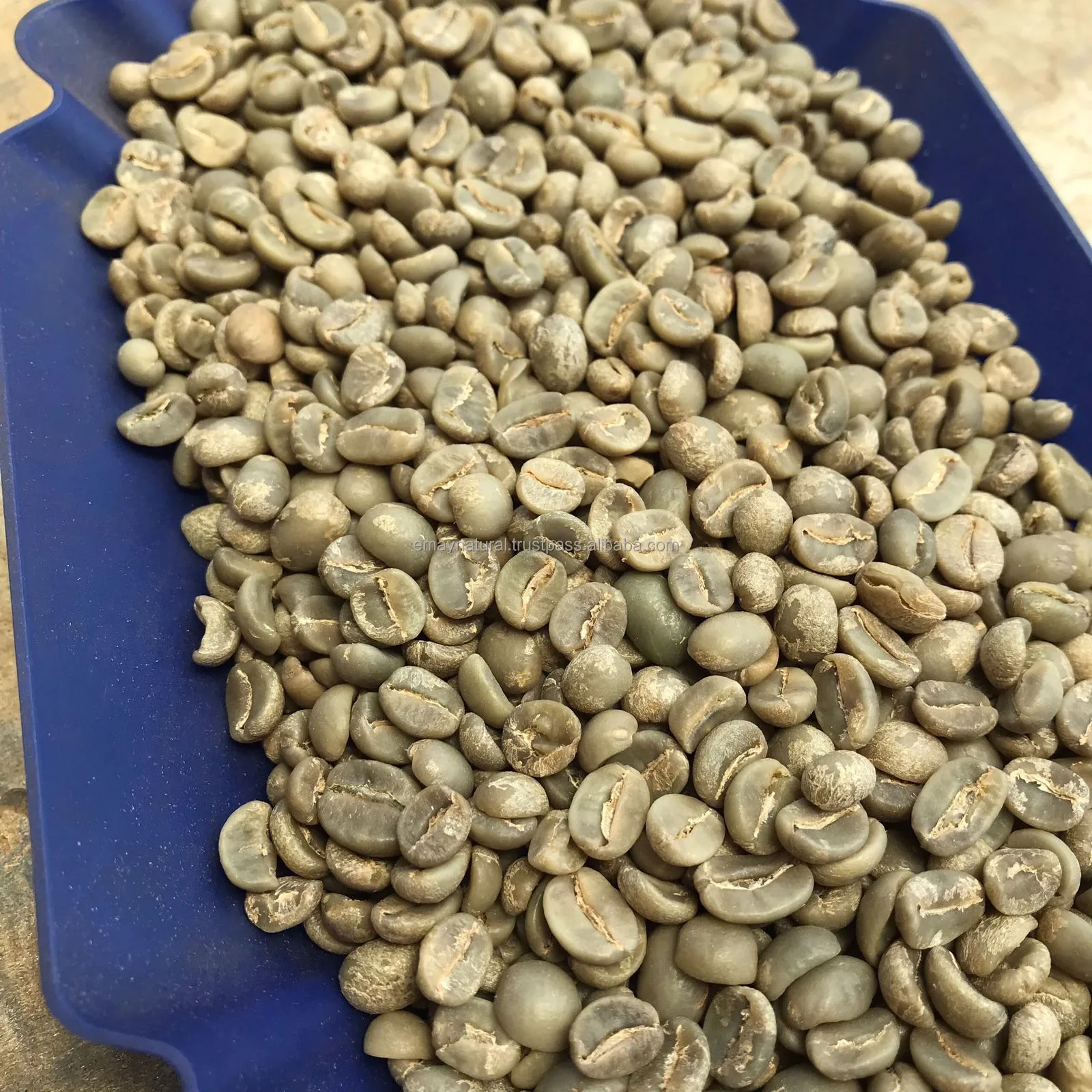 New Choice  Whole Bean Coffee Arabica -Full washed S18 Grade 1 For Sale