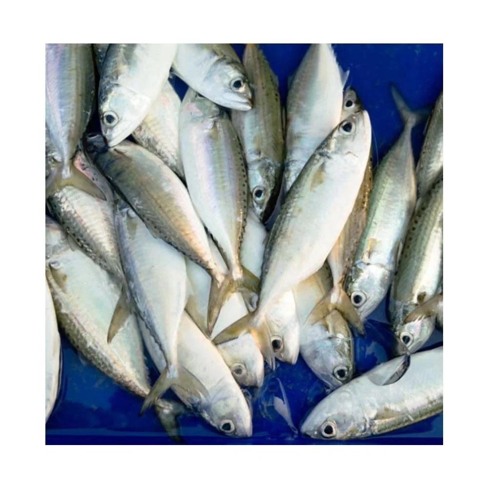 High Quality Halal Frozen Chicken/Feet/Paws Best 100% Purity Frozen Processed Chicken Feet From Pakistan