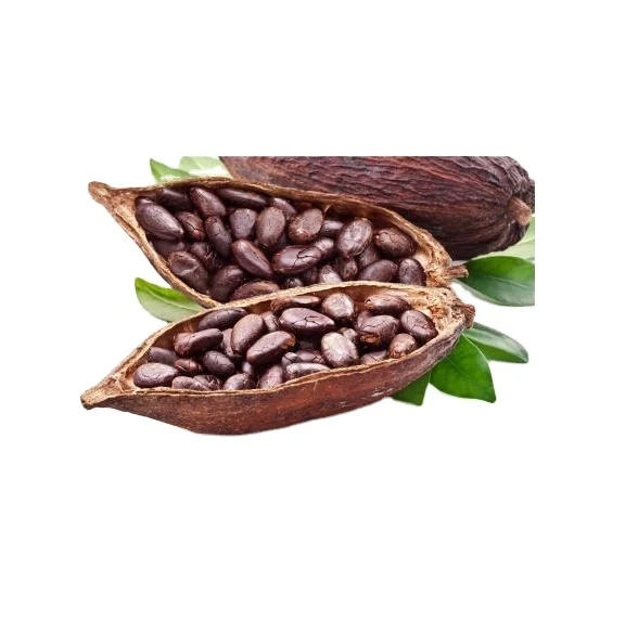 Quality Dried Cacao Beans / Cocoa- Beans From Cameroon Wholesale High Quality Dried Organic Roasted Flavored Cocoa Beans
